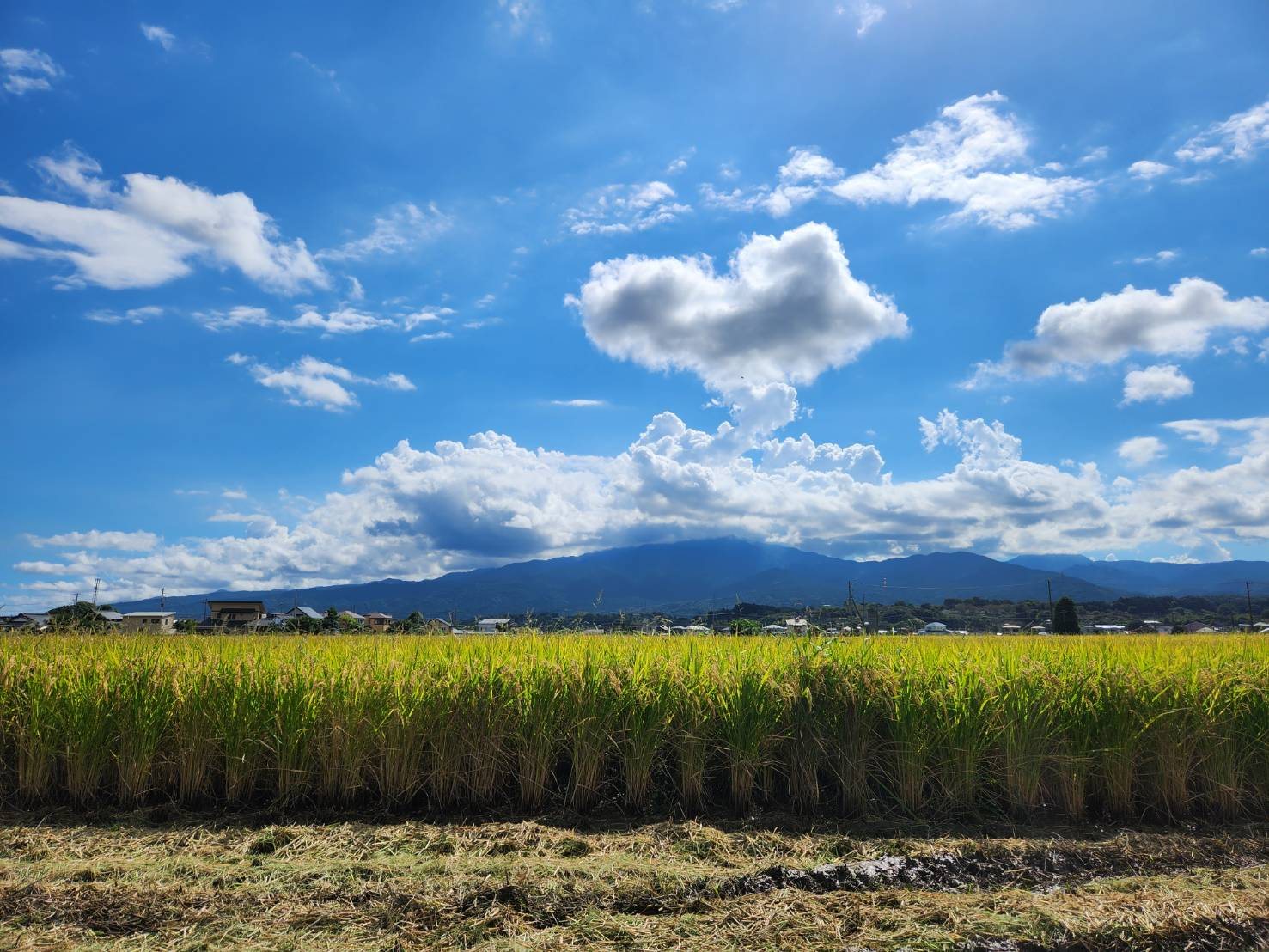 小田原・足柄平野の田園風景