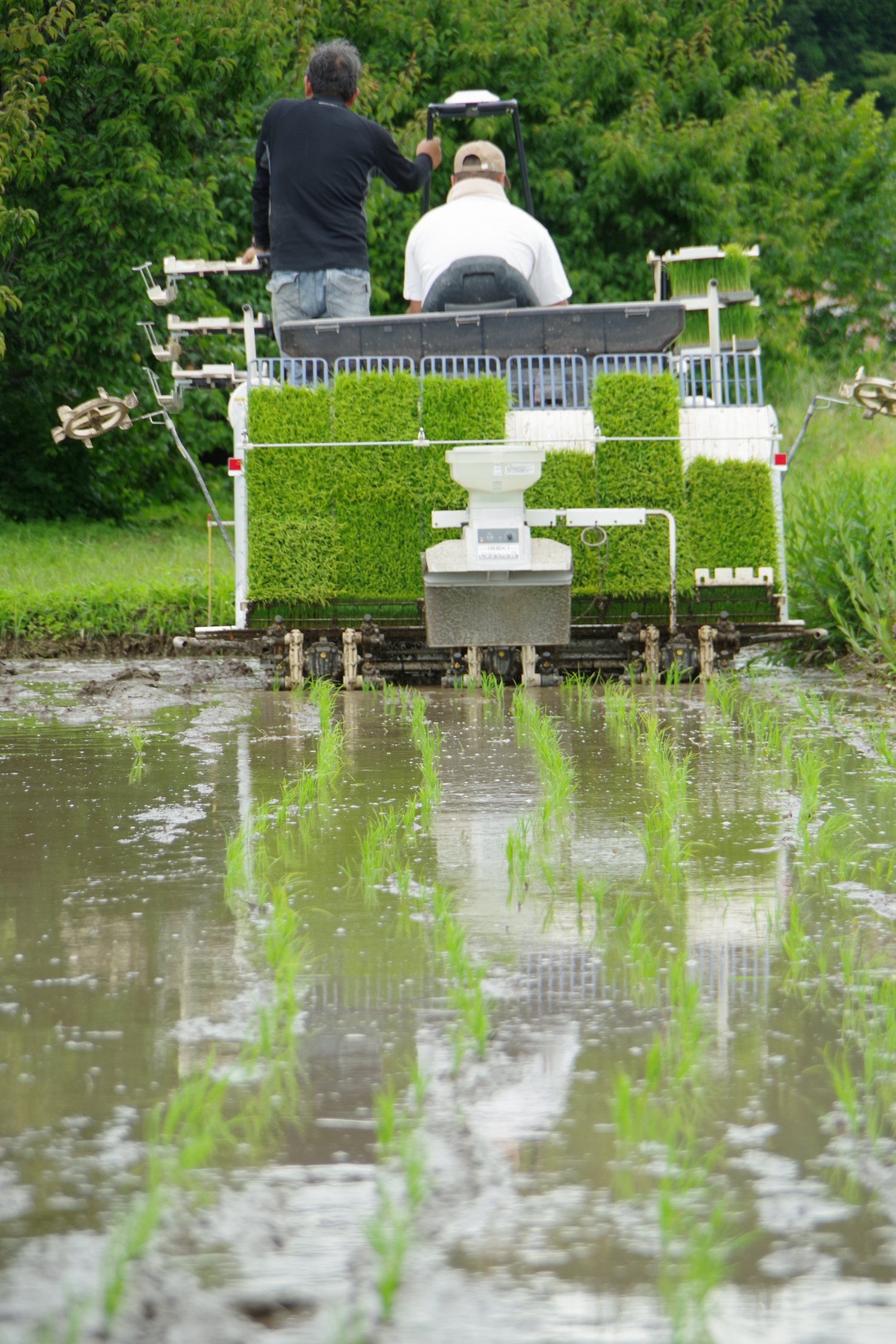 田植え
